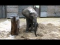 Vienna zoo names baby elephant
