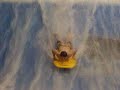 boogie boarding at Kalahri in sandusky ohio