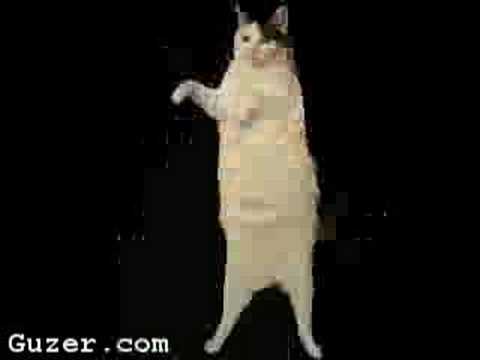 kitty song