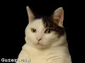 KiTTy CaT SoNG