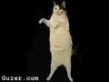 KiTTy-CaT-SoNG