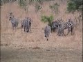 Mikumi National Park Tanzania - Wildlife Camp I