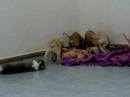 Our puppies at three weeks of age
