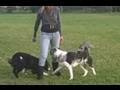 Two Dog Leg Weave - How To Train