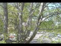 Tree Tree