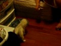 videos de Magnet out 4 month old puppy fetches his toy by name