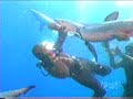 Shark vs. Chain mail suit