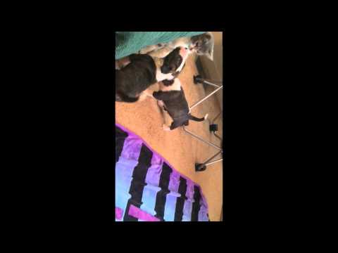 The Best of Handsome Niko