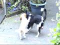 Cavalier king charles spaniel Kayla en Misty