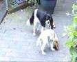 Cavalier King Charles Spaniel video
