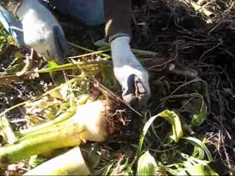 how to transplant elephant ears