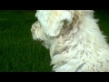 Cockapoo