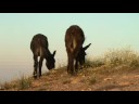 Mules