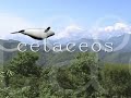 cetaceo cetaceo