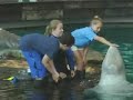Beluga Whales at Shedd Aquarium Beluga Whales at Shedd Aquarium