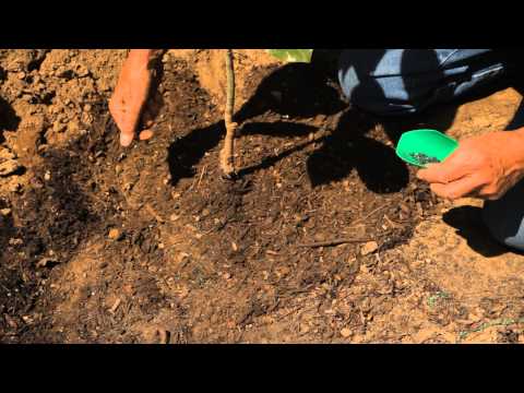 how to replant small trees