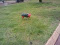 My Dog Miki in a Rainy Day