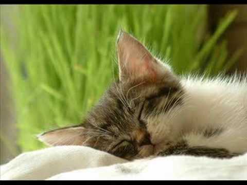 Just Can't Get Enough - NINA MADHOO