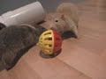 Cheerio Ball Finals Cheerio Ball Finals