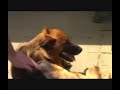 Super lieve Duitse scheper teef Nitis (geplaatst) Super lieve Duitse scheper teef Nitis (geplaatst)