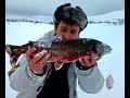 Artctic charr / R�ye  (Salvelinus alpinus)