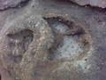 dinosaur track