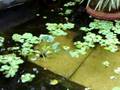 Pond