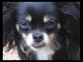 Angel  Tia (My Chihuahuas)