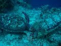 Hawksbill Turtles saying \"Hello\"