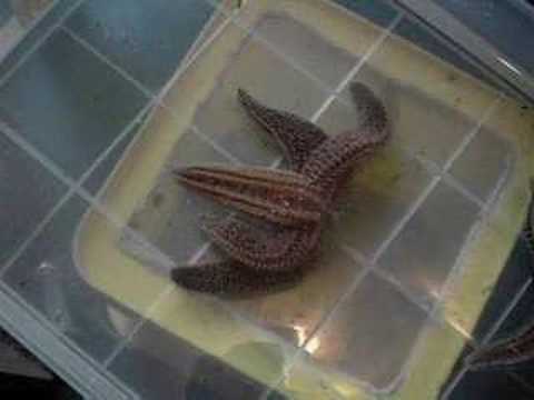 Starfish Turnover Sequence