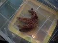 Starfish Turnover Sequence