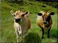 Toyota Hilux Commercial