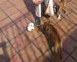 Romita boxer y la vaca