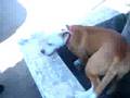 videos de 2  mandriles y uno perro