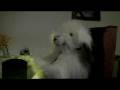 videos de The Raven
