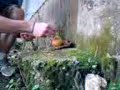 Pear with Corn in it Vs Firecrackers