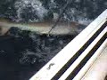 SHark Fishin