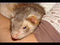 Minky Minks - A Memorial