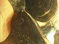 Described as containing  the first known protein   with both collagenous and elastin-like domains, byssal threads help mussels latch onto stuff. Byssal threads  have a stiff tether at one end and something like a shock absorber on the other end protruding from the mussel foot. Mussel can move by it's byssus thread by cutting it off and building it again. It even is able to defend itself with byssus thread by tying predator snails down with byssus threads. Mussels can spit a byssus thread 200 times  longer than their shell. The threads are secreted by a special gland in the foot. The foot's tip is pressed against a hard surface and the glandular secretion passes down a groove to the tip of the foot. A byssal thread is formed when the secretion is exposed to seawater and hardens.