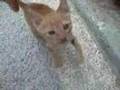 �irin kedi