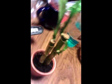 how to transplant lucky bamboo from water to soil