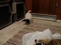 Papillion Pups vs The Plastic Bag