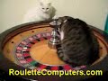 Cat on a Roulette Wheel Going around and around