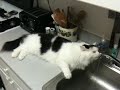 Lazy, Thirsty Cat