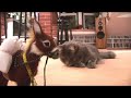 Cat vs Donkey