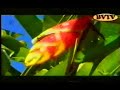 SIZZLA FIRST VIDEO 1997 SIZZLA FIRST VIDEO 1997