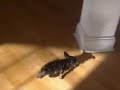 Pumpkin's water world