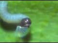 munching monarchs - monarch butterfly caterpillar hatches munching monarchs - monarch butterfly caterpillar hatches