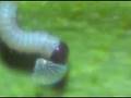 munching monarchs - monarch butterfly caterpillar hatches
