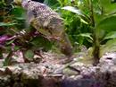 Beware Catfish Mr.P the MBU puffer wants your food